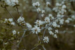 Close-up of white flowers on branches against a blurred background.